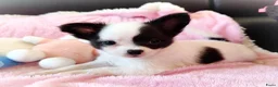 Chihuahua honden te koop: Nog 3 unieke en super schattige chihuahua puppys! - Advertentie 4