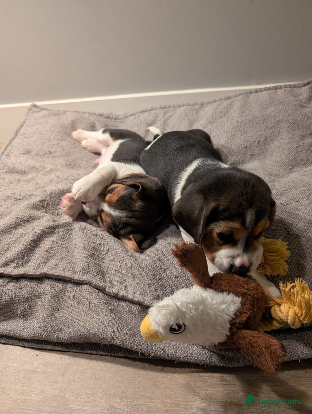 Beagle honden te koop: Beagle puppies - Advertentie 2