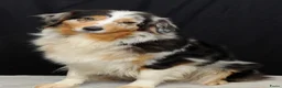 Australian Shepherd honden te koop: Australische herder pups - Advertentie 1
