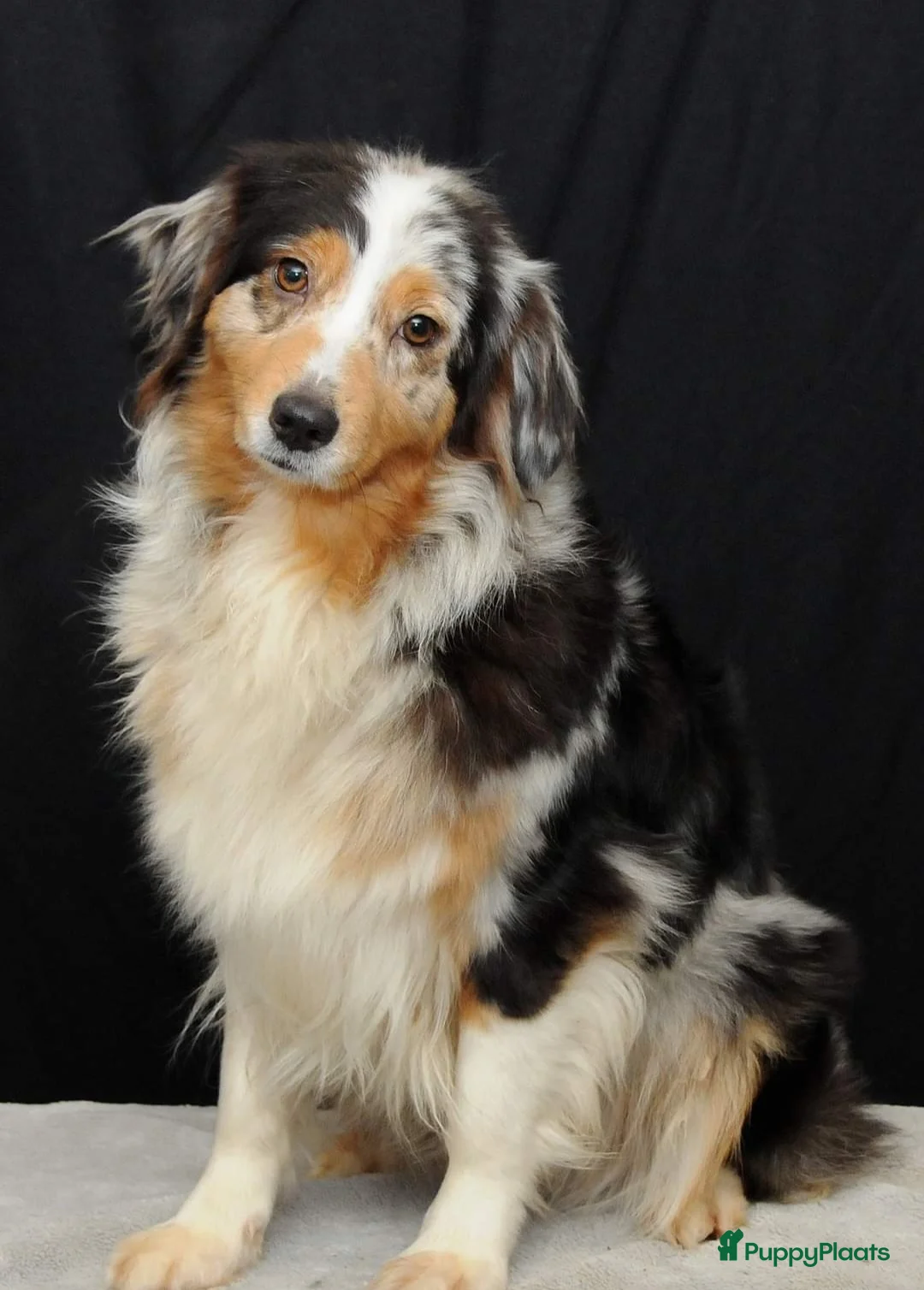 Australian Shepherd honden te koop: Australische herder pups - Advertentie 1