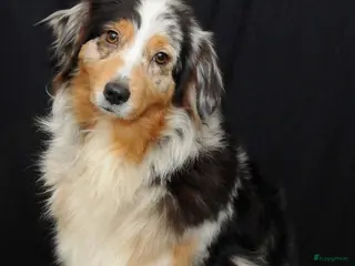 Australian Shepherd honden Australische herder pups - Advertentie 2