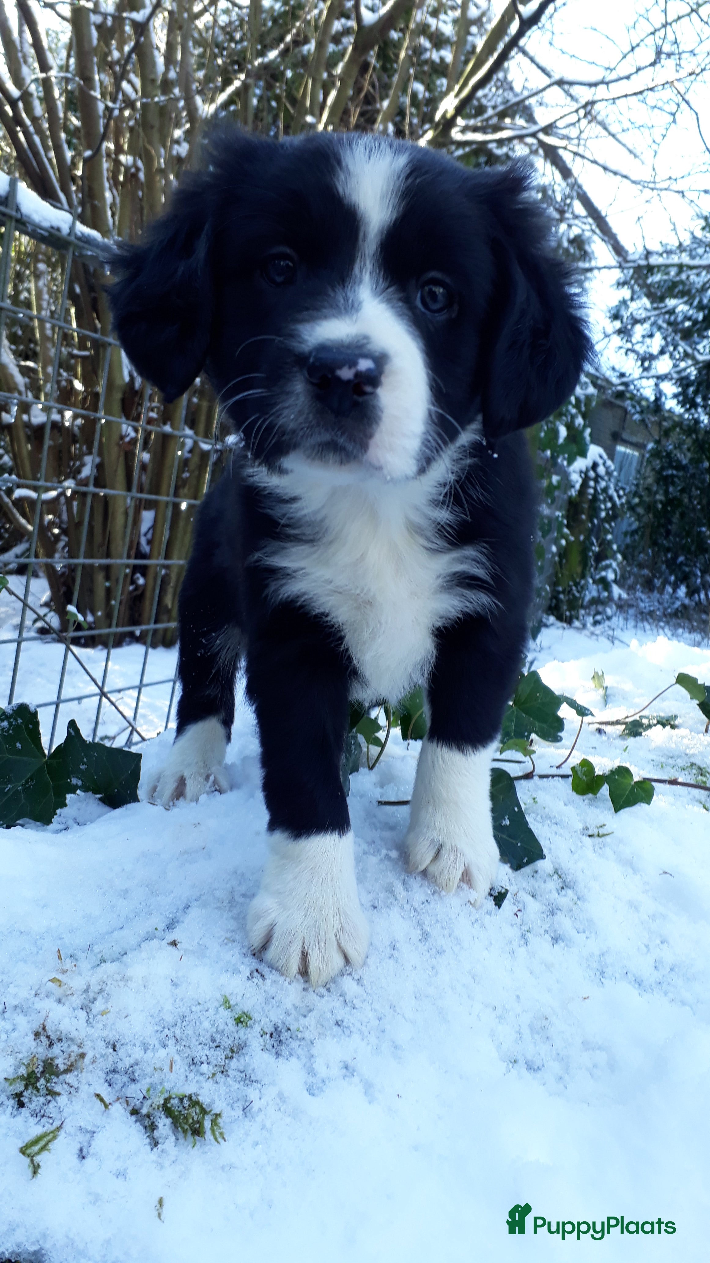 Kruising honden Prachtige kruising pups - Advertentie 1