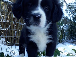 Kruising honden Prachtige kruising pups - Advertentie 1