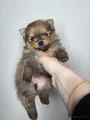 Pomeriaan Puppy 1