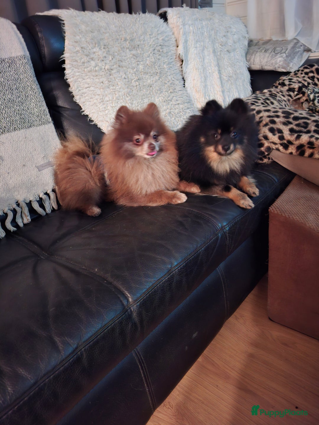 Pomeriaan honden te koop: Pomeranian pups met stamboom en geteste ouders  - Afbeelding 13