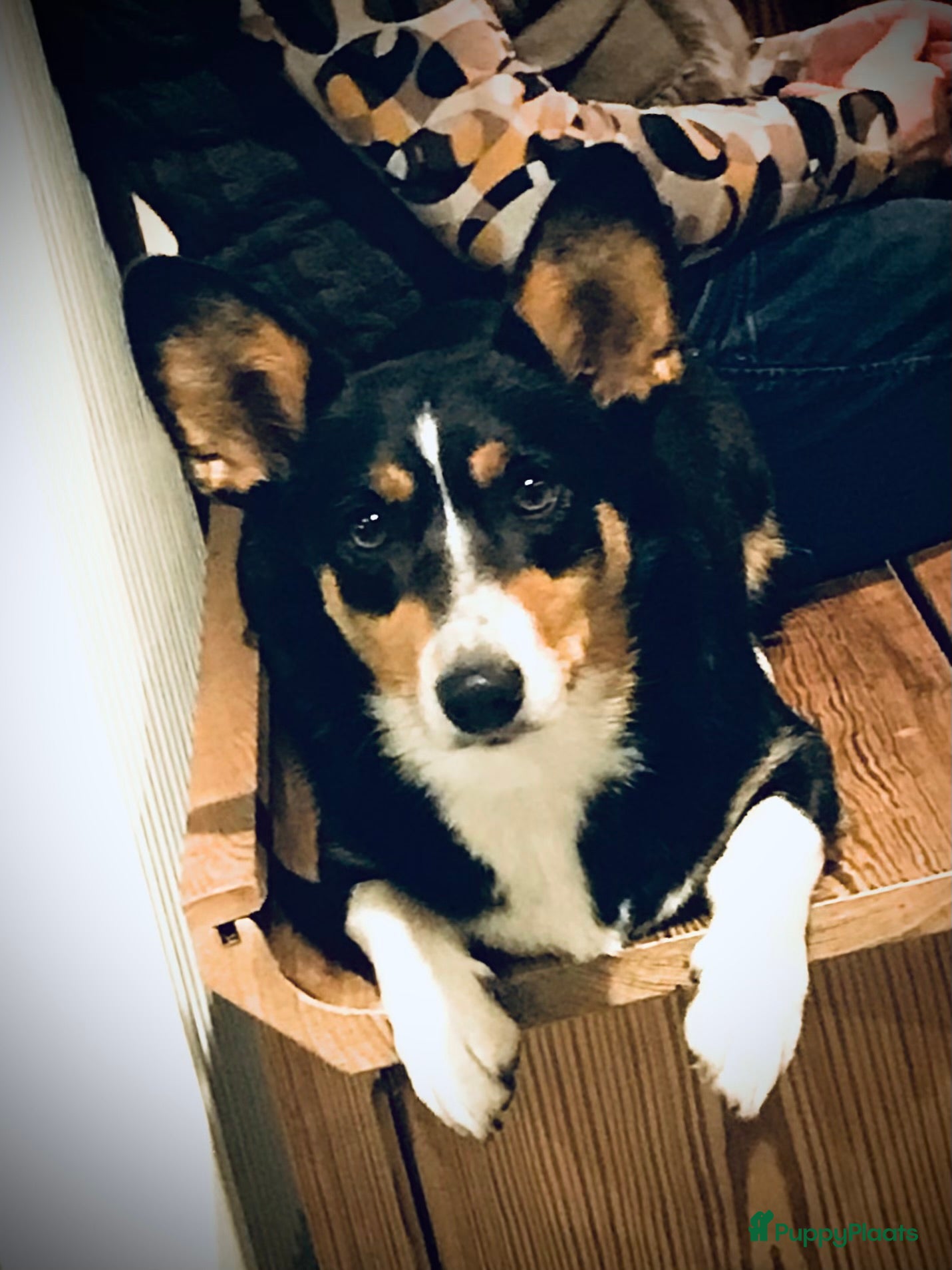 Welsh Corgi Cardigan honden Welsh Corgi Cardigan pups - Advertentie 5