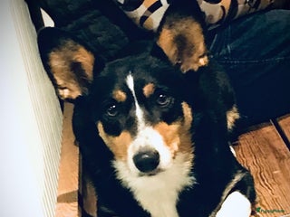 Welsh Corgi Cardigan honden Welsh Corgi Cardigan pups - Advertentie 3