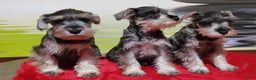 Dwergschnauzer honden te koop: Dwergschnauzer pups - Advertentie 11