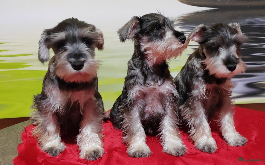 Dwergschnauzer honden te koop: Dwergschnauzer pups - Advertentie 11