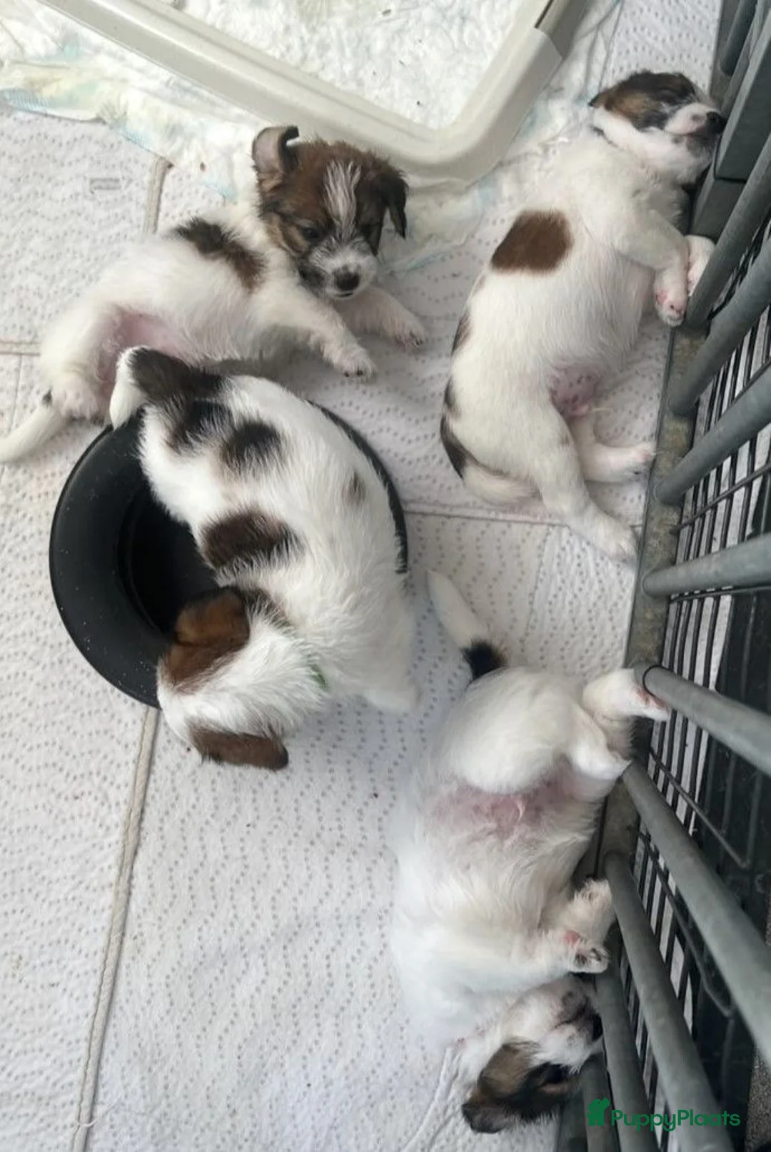 Jack Russel Terriër honden te koop: Ruwharige Jack Russell pups met stamboom - Advertentie 2