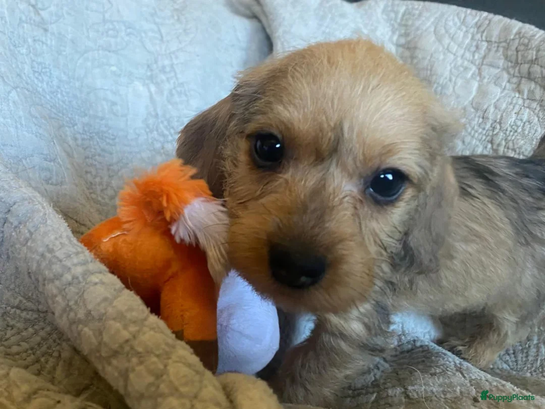 Ruwhaar Teckel honden te koop: super mooi nestje ruwharige dwerg/kaninchen pups - Advertentie 22