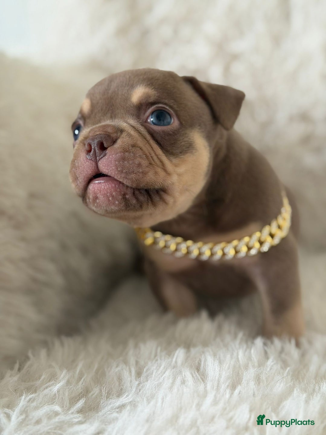 Amerikaanse Bully honden te koop: American Bully micro/pocket  - Advertentie 9