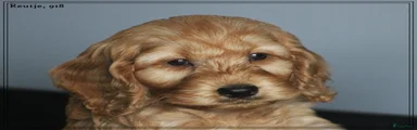 Cockapoo 1