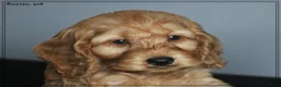 Cockapoo honden te koop: Leuke Cockapoo pups. - Advertentie 6