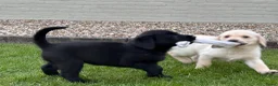 Labrador Retriever honden te koop: Labrador pups - Advertentie 4