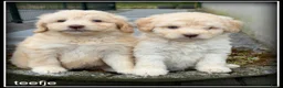 Kruising honden te koop: Bordoodle pups. Bordoodle x Labradoodle - Advertentie 17