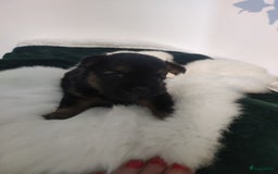 Maltipoo honden te koop: Prachtige pups maltipoo-pomerian in Helmond - Afbeelding 4