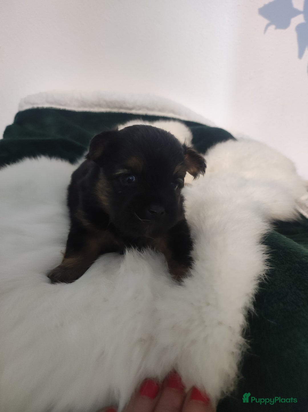 Maltipoo honden te koop: Prachtige pups maltipoo-pomerian in Helmond - Afbeelding 4