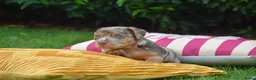 Jack Russel Terriër honden te koop: lieve pups zoeken een nieuw huisje - Advertentie 29