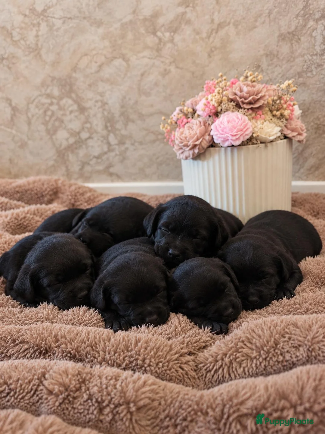 Goldador honden te koop: 🐾 Goldador pups 🐾 - Advertentie 1