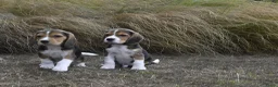 Beagle honden te koop: Prachtige Beagle pups met stamboom ! - Advertentie 9