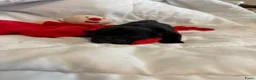 Mopshond honden te koop:  Onze prachtige Mopspuppy’s zijn geboren! 🐾 - Advertentie 14