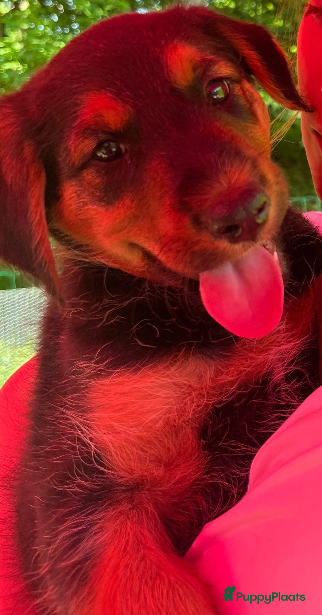 Kruising honden te koop: Nog 1 lieve pup te koop in Niebert - Advertentie 2