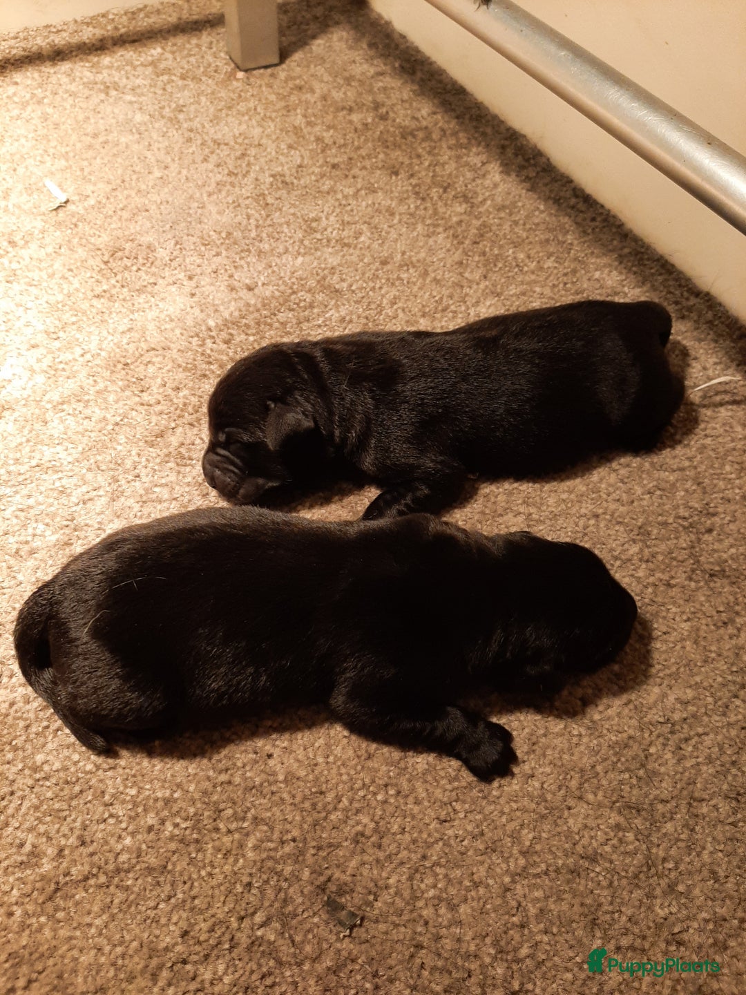 Labrador Retriever honden te koop: Labrador Retriever pups met stamboom - Advertentie 14