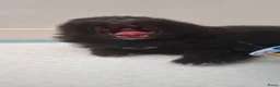 Pomeriaan honden te koop: Pomeriaan puppy  - Advertentie 6