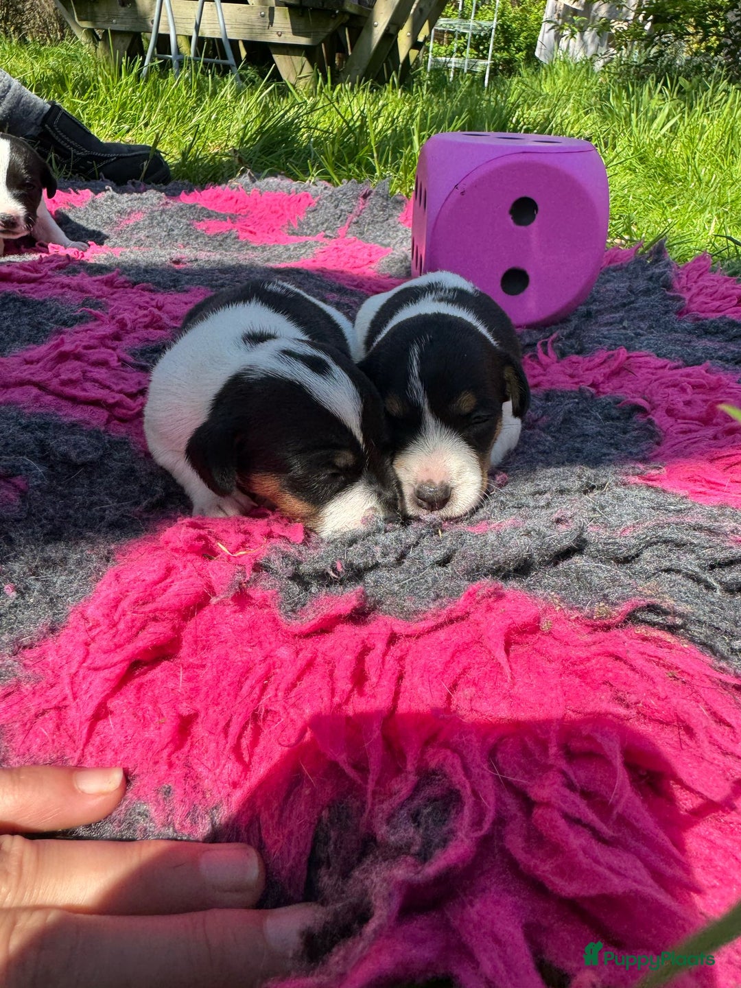 Jack Russel Terriër honden te koop: Jack russel pups (laagbenig) in Baarle-Nassau - Afbeelding 15