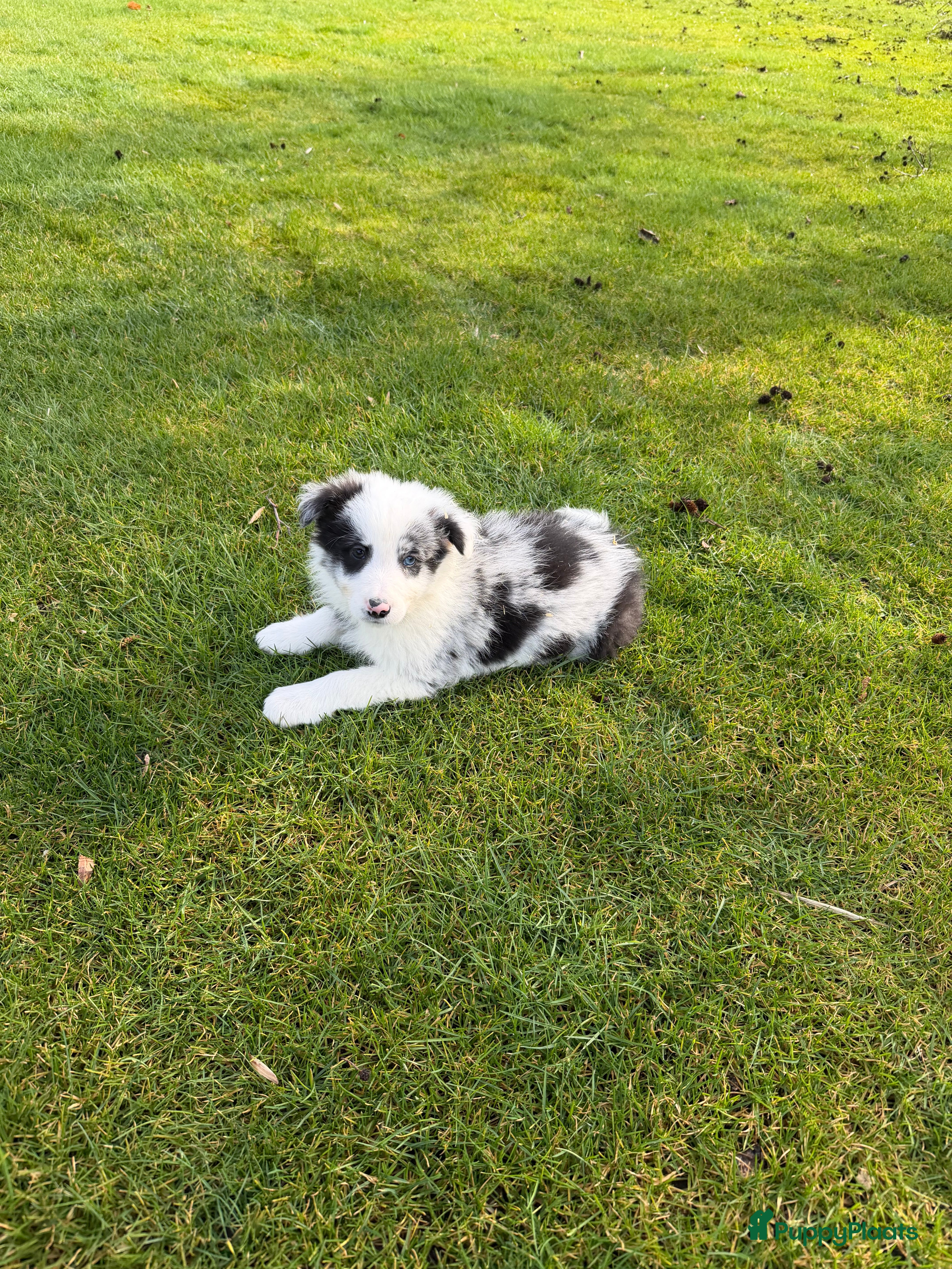 Kruising honden Australian Shepherd x Border Collie pups - Advertentie 2