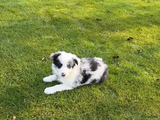 Kruising honden Australian Shepherd x Border Collie pups - Advertentie 2