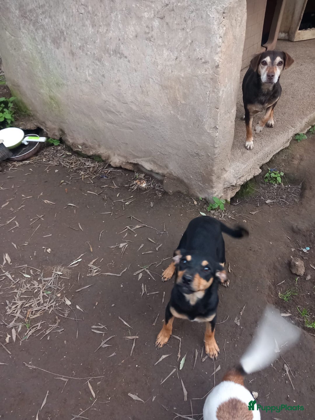 Kruising honden te koop: Lady italiaanse pup zoekt baasje - Advertentie 6