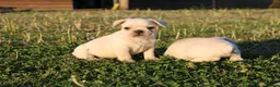 Franse Bulldog honden te koop: Franse Bulldog pups België  - Advertentie 10
