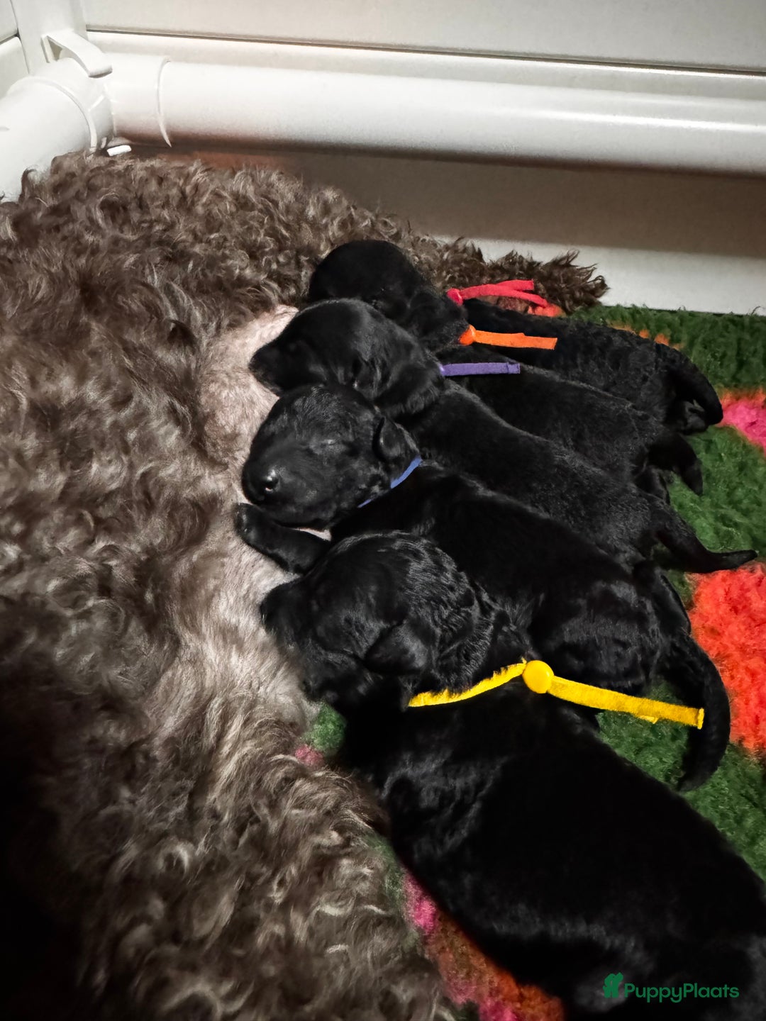 Labradoodle honden te koop: Labradoodle pups - Advertentie 3