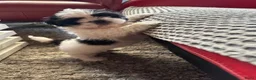 Shih Tzu honden te koop: Shih -Tzu reutje  - Advertentie 3