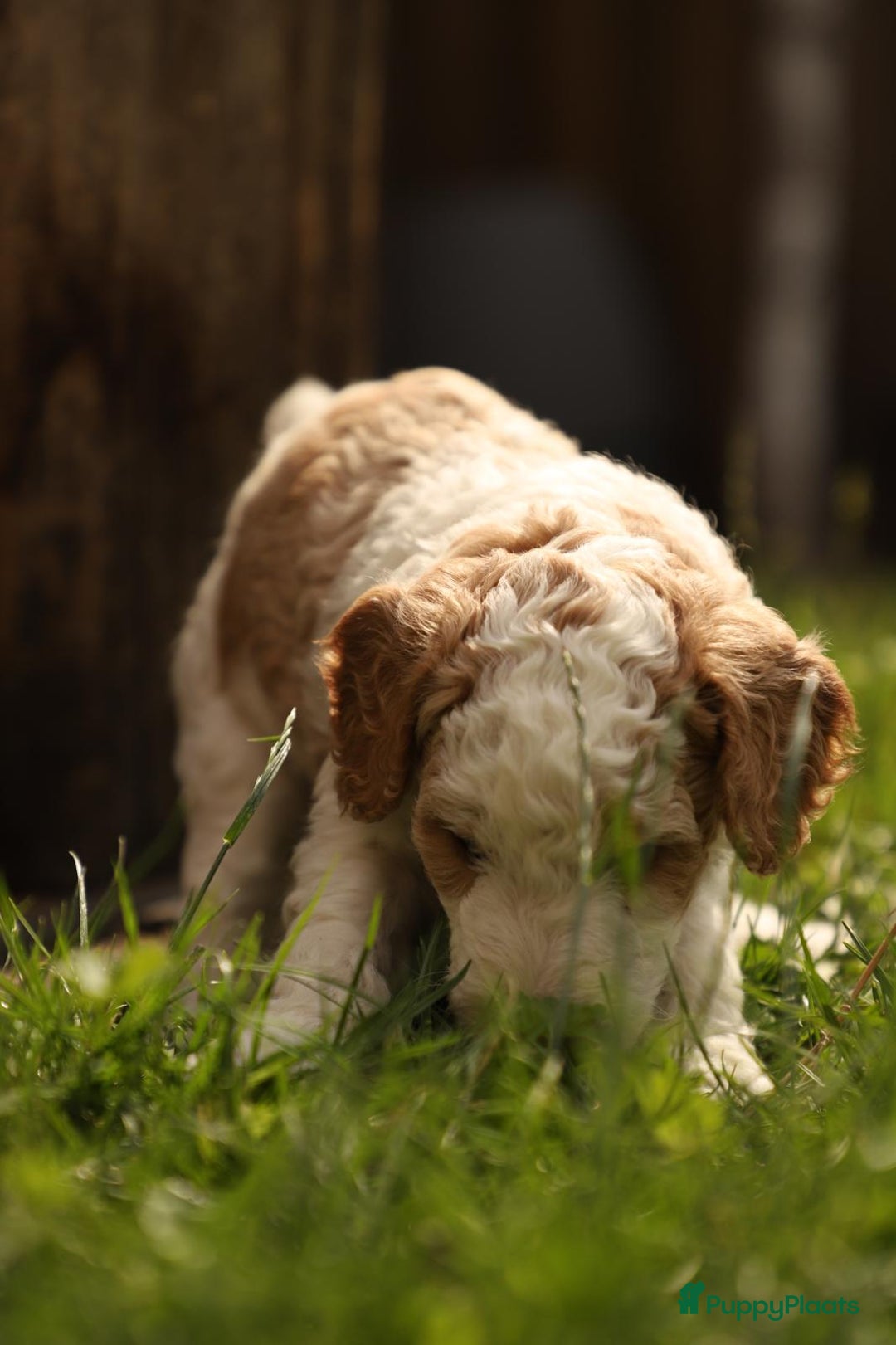 Poedel honden te koop: Raszuivere middenmaat poedelpups - Afbeelding 4