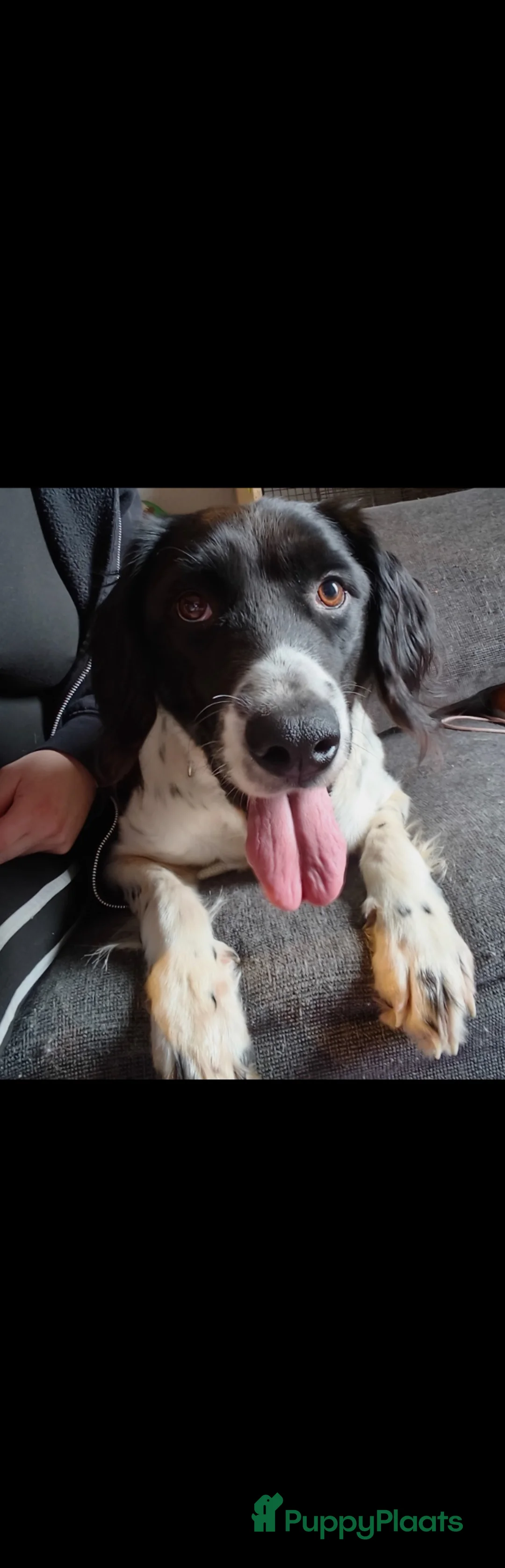 Grote Münsterländer honden te koop: Dit lief meisje is opzoek naar een huisje - Advertentie 2