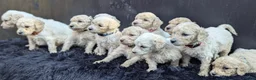 Labradoodle honden te koop: Liefdevolle plek gezocht voor Labradoodle puppy’s! in Heusden - Advertentie 22
