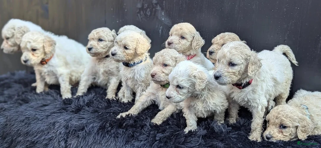 Labradoodle honden te koop: Liefdevolle plek gezocht voor Labradoodle puppy’s! in Heusden - Advertentie 22