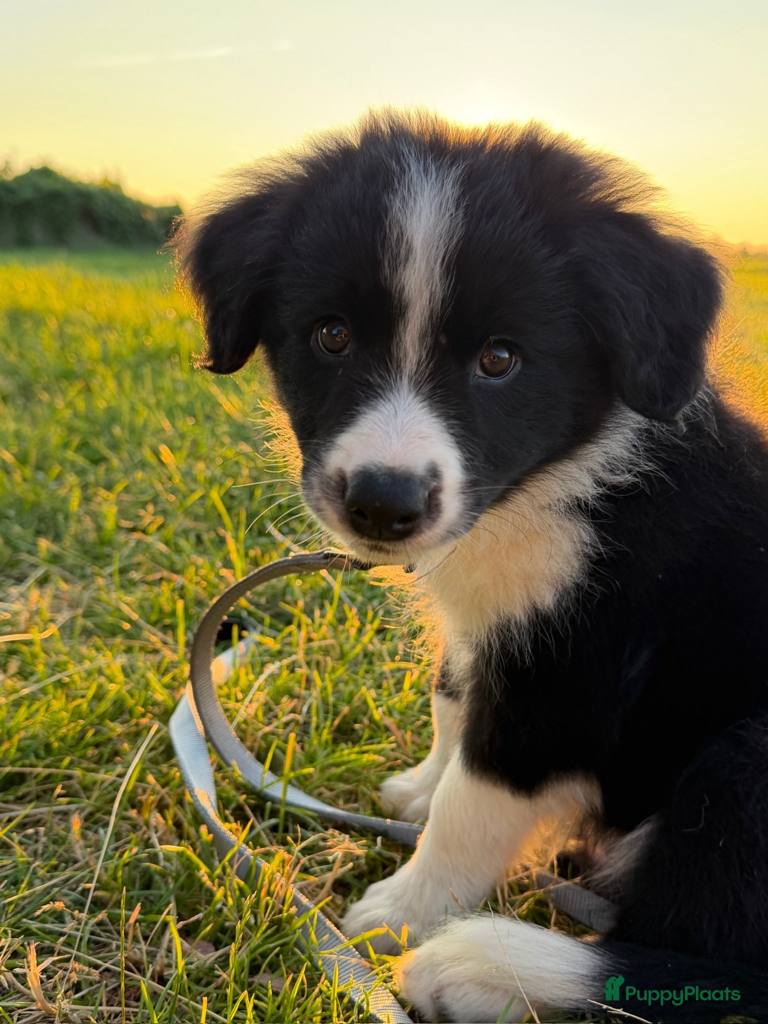 Border Collie honden Gijs, border collie pup zoekt nieuw huisje - Advertentie 2