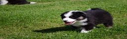 Australian Shepherd honden te koop: Australische herder pups geboren op boerderij (BE) - Advertentie 13