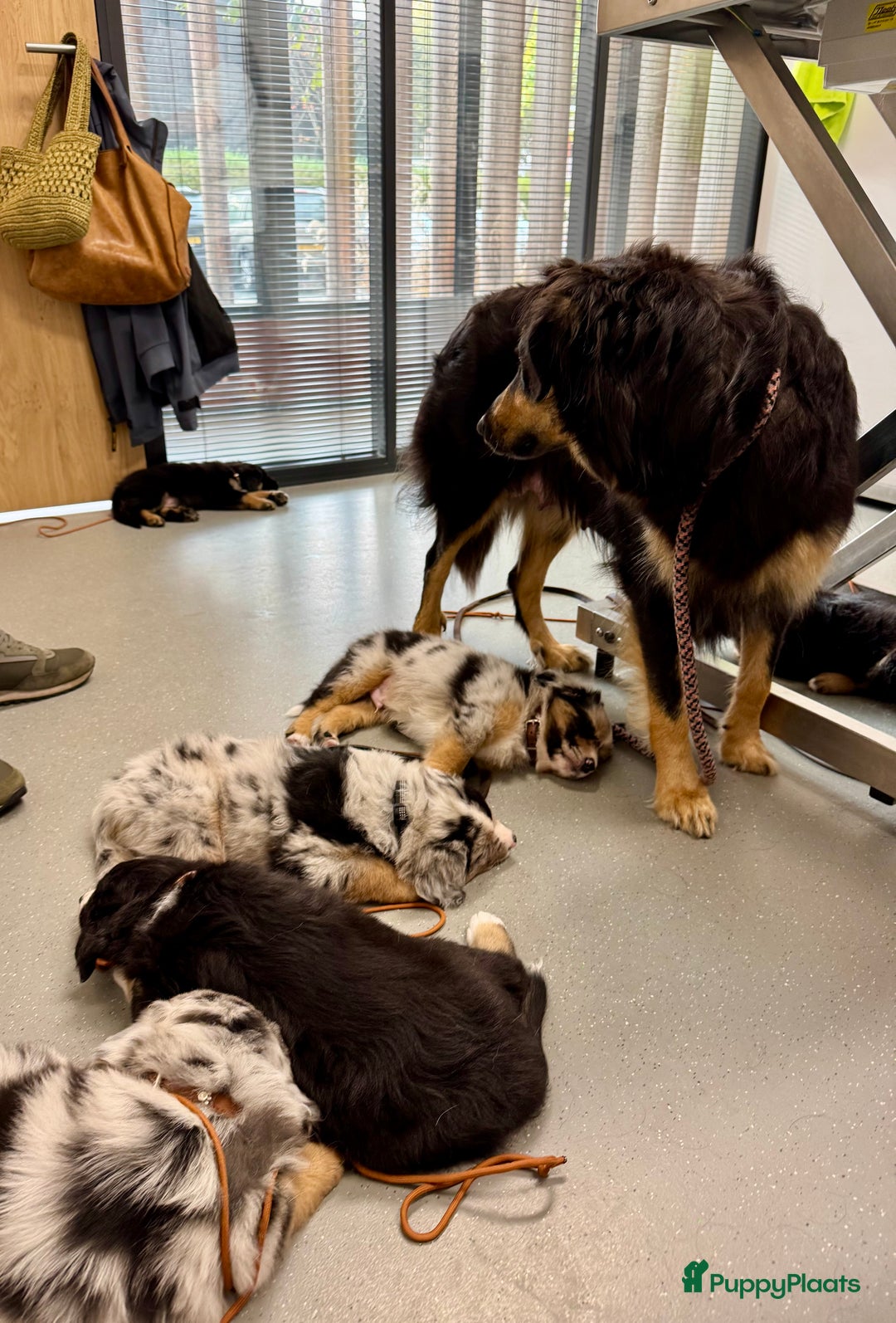 Australian Shepherd honden te koop: Prachtig en gezond nestje Australian Shepherds  - Advertentie 17