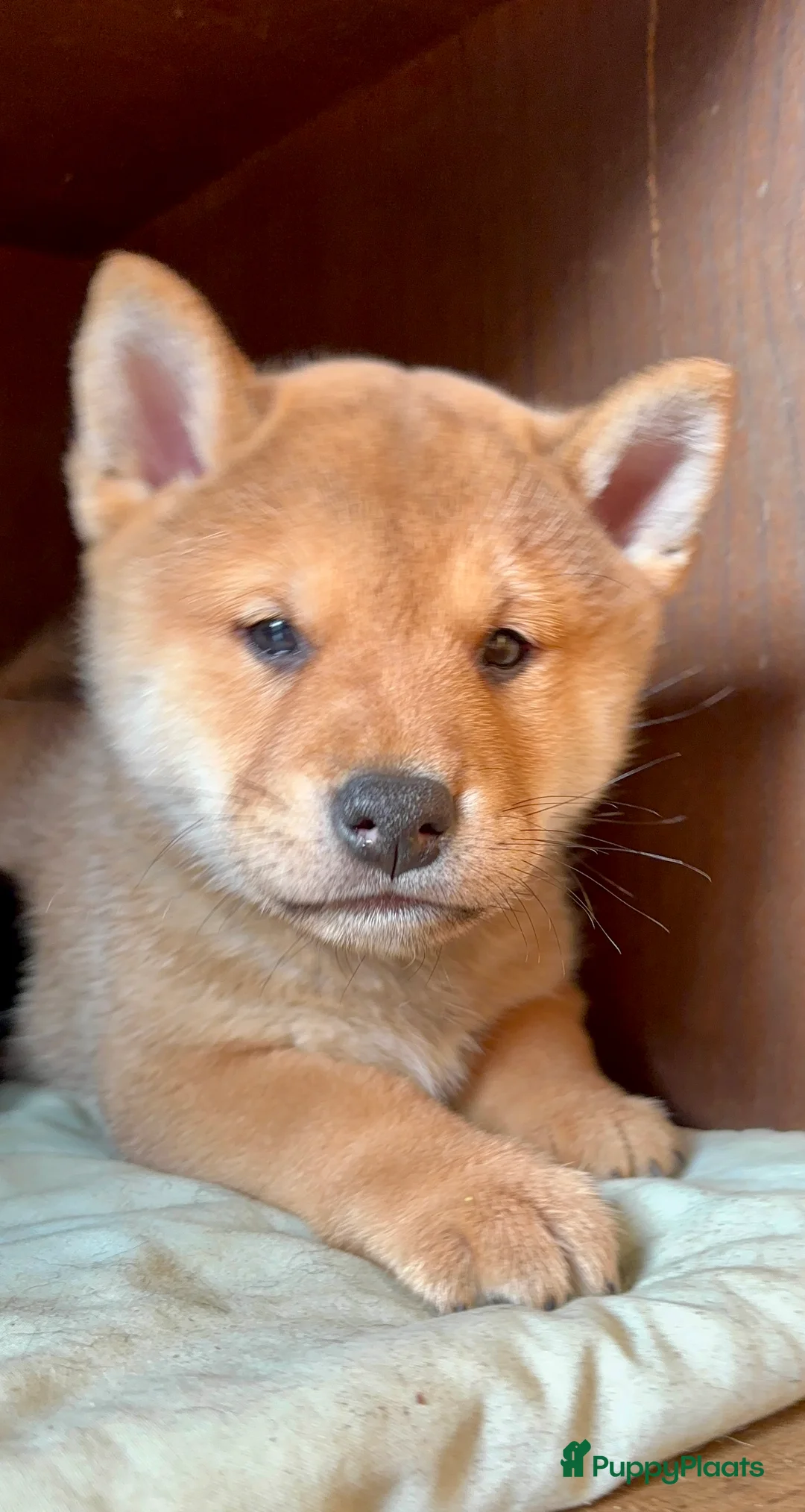 Shiba honden te koop: Shiba inu  - Advertentie 10