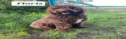 Australian Labradoodle honden te koop: Australian Labradoodle-teefje uit geteste ouders  - Advertentie 18