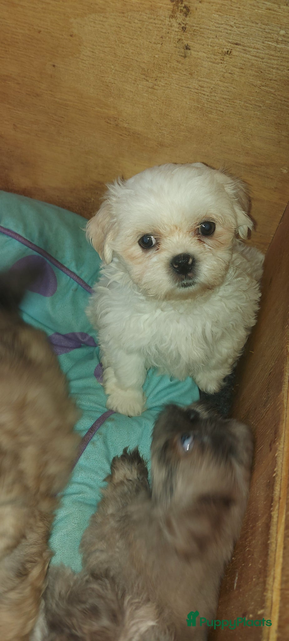 Kruising honden Boomer pups  8 weken oud - Advertentie 1