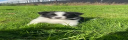 Border Collie honden te koop: Border Collie pups - Advertentie 12