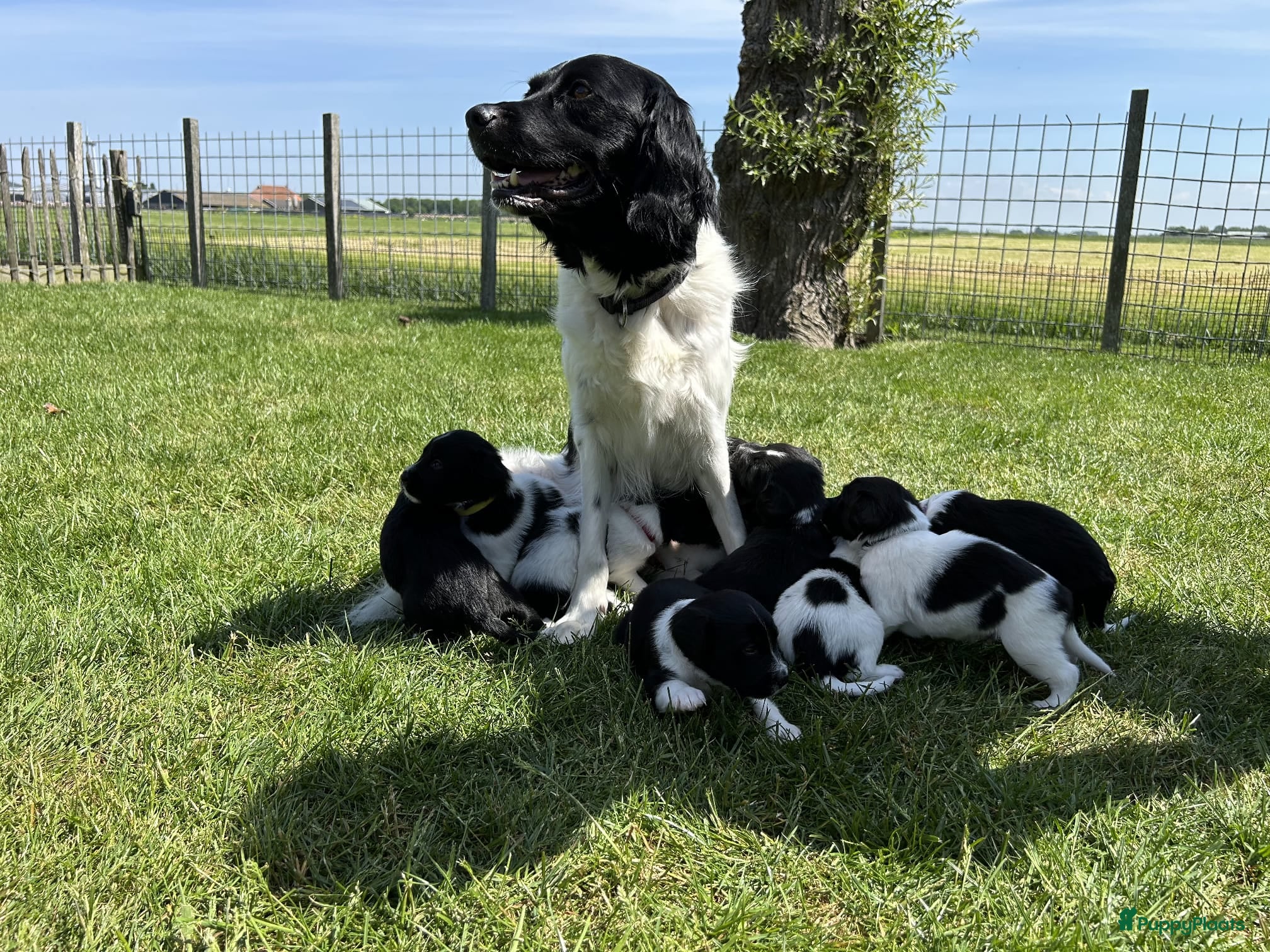 Friese Stabij honden Lieve en Sociale Friese Stabij pups - Advertentie 1
