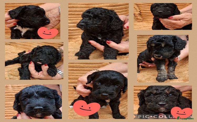 Kruising honden - Advertentie 11