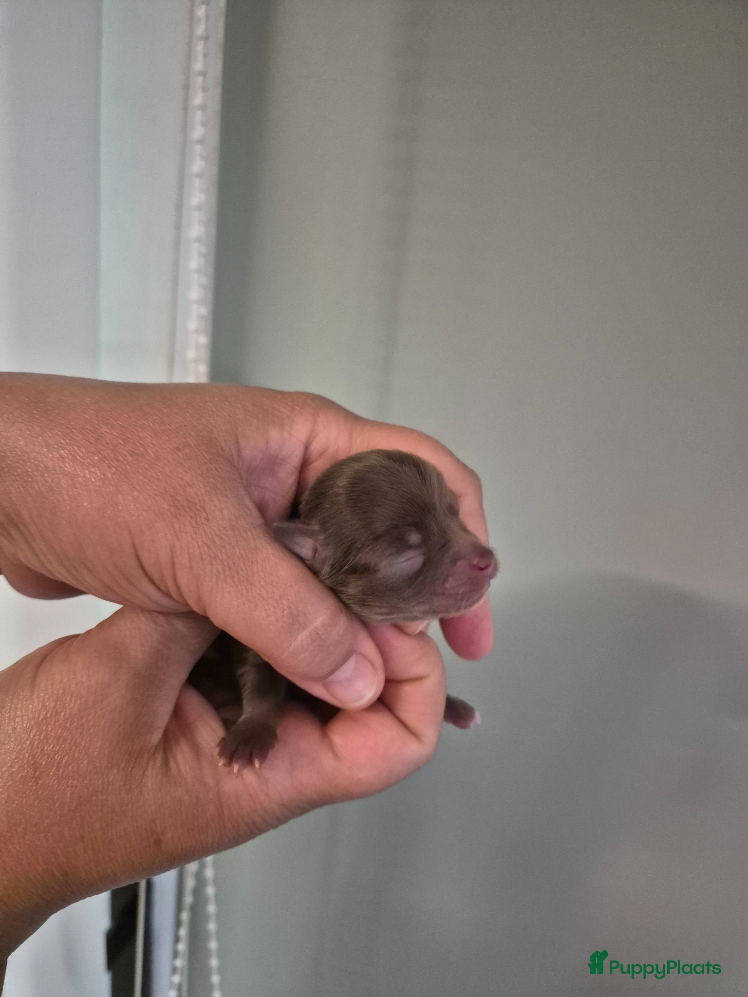 Chihuahua honden Mooie Chihuahua pups - Advertentie 1